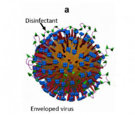 Disinfectant efficacy on Covid-19 mutations (emerging genetic variants of concern)